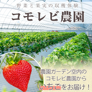 ＜先行予約受付中！2025年1月以降発送予定＞桐箱入！自社農園産いちご 恋みのり(計12個) 鹿児島 阿久根 自社農園 果物 フルーツ イチゴ いちご 苺 恋みのり 贈答用 ギフト 桐箱 デザート 期間限定 【農園ガーデン空】a-24-50-z