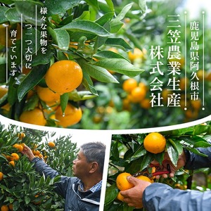 ＜先行予約受付中！2026年4月上旬以降順次発送予定＞数量限定！冷蔵不知火「クールな大将季」(計約3kg) 国産 みかん ミカン 柑橘 フルーツ 果物 旬 デザート 数量限定 阿久根市産 露地 しらぬい シラヌイ 冷蔵 期間限定 クール【三笠農業生産】akn051-06