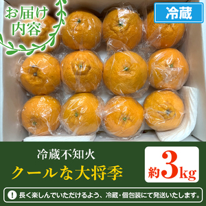 ＜先行予約受付中！2026年4月上旬以降順次発送予定＞数量限定！冷蔵不知火「クールな大将季」(計約3kg) 国産 みかん ミカン 柑橘 フルーツ 果物 旬 デザート 数量限定 阿久根市産 露地 しらぬい シラヌイ 冷蔵 期間限定 クール【三笠農業生産】akn051-06