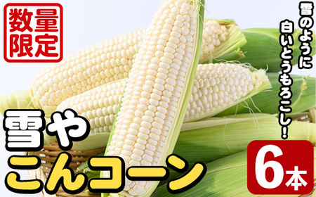 ＜先行予約受付中！2026年6月中旬以降順次発送予定＞白いとうもろこし「雪やこんコーン」(6本) 国産 トウモロコシ 玉蜀黍 ホワイト コーン 野菜 糖度 夏 イネ科 数量限定 期間限定【うとさんち】akn067-13