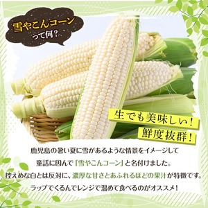 ＜先行予約受付中！2026年6月中旬以降順次発送予定＞白いとうもろこし「雪やこんコーン」(6本) 国産 トウモロコシ 玉蜀黍 ホワイト コーン 野菜 糖度 夏 イネ科 数量限定 期間限定【うとさんち】akn067-13