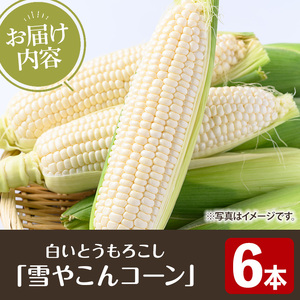 ＜先行予約受付中！2026年6月中旬以降順次発送予定＞白いとうもろこし「雪やこんコーン」(6本) 国産 トウモロコシ 玉蜀黍 ホワイト コーン 野菜 糖度 夏 イネ科 数量限定 期間限定【うとさんち】akn067-13