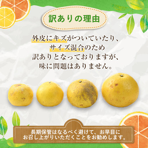 ＜先行予約受付中！2026年1月以降順次発送予定＞訳ありサワーポメロ(約15kg) 国産 果物 フルーツ 柑橘 甘味 酸味 デザート おやつ【松永青果】akn053-44