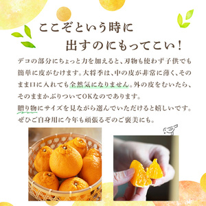 <先行予約受付中!2026年1月中旬以降順次発送予定>数量限定!大将季 (6個・3Lサイズ) 柑橘 フルーツ 果物 国産 みかん 期間限定 不知火 しらぬい シラヌイ ミカン 【株式会社イロドリ】akn069-07