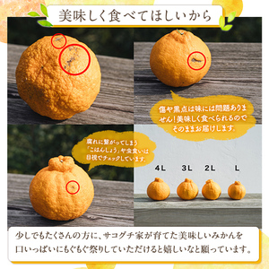 <先行予約受付中!2026年1月中旬以降順次発送予定>数量限定!大将季 (6個・3Lサイズ) 柑橘 フルーツ 果物 国産 みかん 期間限定 不知火 しらぬい シラヌイ ミカン 【株式会社イロドリ】akn069-07