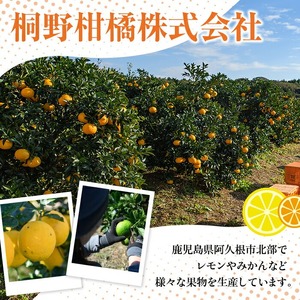 訳あり 紅さわ香(約20kg) 国産 鹿児島県 阿久根市 果実 果物 フルーツ 柑橘 みかん ミカン 紅甘夏 期間限定 数量限定 【桐野柑橘株式会社】akn070-19