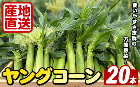 ＜先行予約受付中！2026年5月上旬以降順次発送予定＞ ヤングコーン (20本) 国産 野菜 ヤングコーン 鹿児島県産 阿久根市産 天ぷら フライ 中華炒め 肉巻き 【うとさんち】akn067-17