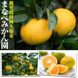 まなべみかん園のサワーポメロ (約9.5kg) 国産 鹿児島県産 阿久根市産 柑橘類 みかん ミカン 蜜柑 果物 フルーツ サワーポメロ 期間限定 数量限定 贈答用 ギフト デザート 【有限会社まなべみかん園】akn034-07