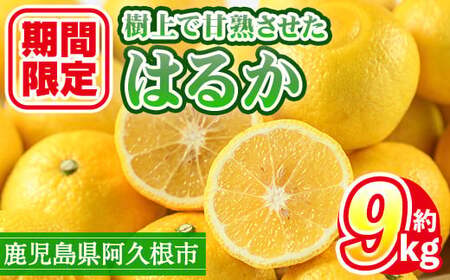 数量限定！鹿児島県産 はるか(約9kg) 国産 柑橘 果物 果実 くだもの フルーツ 旬 デザート 期間限定 数量限定 鹿児島県産 阿久根市産 樹上完熟 ノーワックス【三笠農業生産】akn051-02