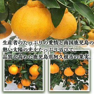 ＜先行予約受付中！2026年3月以降順次発送予定＞鹿児島県産！露地デコポン(約5kg・15～24玉) 果物 冬 春 柑橘 みかん 蜜柑 フルーツ 期間限定 数量限定【鹿児島いずみ農業協同組合】akn018-10