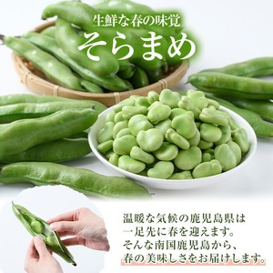 ＜先行予約受付中！2025年4月上旬以降順次発送予定＞春の味覚の鹿児島県産そらまめ(4kg) 大容量 国産 野菜 そら豆 ソラマメ セット 詰合せ 詰め合わせ 春 旬 ベジタブル 【鹿児島いずみ農業協同組合】a-14-61-z