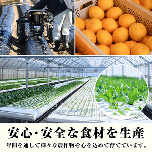 鹿児島県産紅はるか使用！焼き干し芋(計800g・100g×8個) 国産 紅はるか 熟成 芋 ほし芋 干しいも さつまいも 焼き芋 焼きいも おやつ【合同会社グッドフィールド】a-12-107