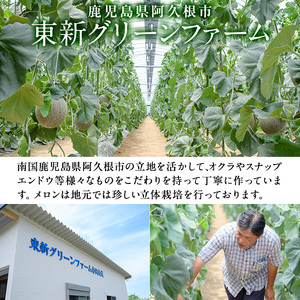 数量限定！鹿児島県産南国グリーンメロン(2Lサイズ×2個) 国産 果物 フルーツ ハウス栽培 期間限定【東新グリーンファーム合同会社】a-10-26