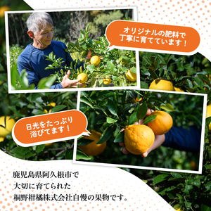 数量限定！スイートスプリング(グリーン)(5kg)国産 みかん 果物 フルーツ 柑橘 ミカン 期間限定【桐野柑橘株式会社】akn070-05