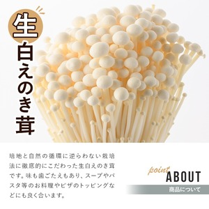 生白えのき茸(20袋・計5kg)国産 エノキ きのこ キノコ 個包装【三笠えのき茸生産組合】a-12-221-z