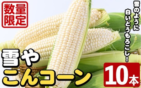 ＜先行予約受付中！2026年6月中旬以降順次発送予定＞白いとうもろこし「雪やこんコーン」(10本) 国産 トウモロコシ 玉蜀黍 ホワイト コーン 野菜 糖度 夏 イネ科 数量限定 期間限定【うとさんち】akn067-09