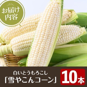 ＜先行予約受付中！2026年6月中旬以降順次発送予定＞白いとうもろこし「雪やこんコーン」(10本) 国産 トウモロコシ 玉蜀黍 ホワイト コーン 野菜 糖度 夏 イネ科 数量限定 期間限定【うとさんち】akn067-09