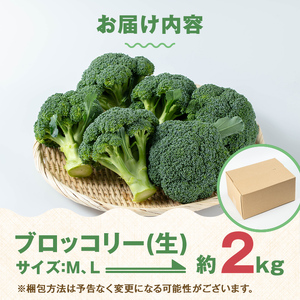 ≪2025年12月上旬～4月下旬の間に発送予定≫ ブロッコリー 約2kg (M～L玉) 鹿児島 出水 国産 朝どれ 新鮮 産地直送 JGAP認証【のだ農産】 i994