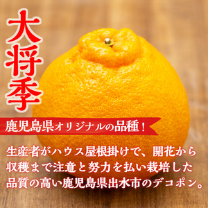 i636 ≪2026年1月中旬以降順次発送予定≫【冷蔵便】大将季＜無加温＞ (約5kg) 国産 みかん 柑橘 種果物 くだもの フルーツ 旬 糖度抜群 【JA鹿児島いずみ(果実課)】