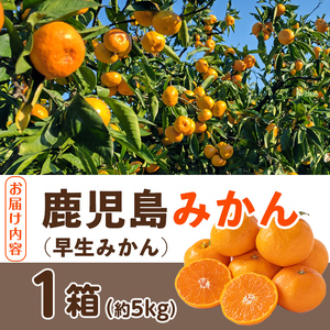 i1069-A ＜先行予約受付中！2025年12月の間に発送予定＞ ＜数量・期間限定＞鹿児島みかん 早生系 (約5kg) みかん 蜜柑 ミカン 柑橘 早生 果物 フルーツ 果実 国産 鹿児島 数量限定 期間限定 【江崎果樹園】