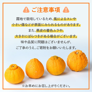 i989 ＜訳あり＞しらぬい(5kg) 数量限定 柑橘 デコポン でこぽん 不知火 しらぬい シラヌヒ 果物 くだもの フルーツ 旬 訳あり 【アーステクノ】