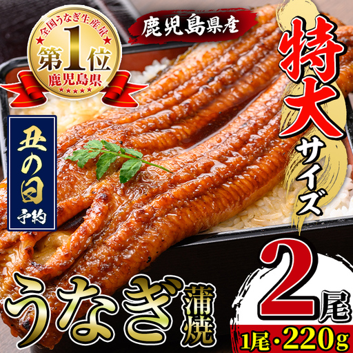 i1078-A-us 【2026年丑の日までに配送】＼特大サイズ／鹿児島県産 うなぎ蒲焼 2尾（約220g×2・計約440g） たれ 山椒付きうなぎ 鰻 ウナギ 特大 特大サイズ 約220g 蒲焼き 国産 鹿児島県産 焼きたて 生産量日本一 真空パック おかず 晩御飯 特別な日 土用の丑の日 【薩摩川内鰻】