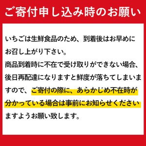 i403 ＜先行予約受付中！2025年1月上旬から4月上旬の間に発送！＞【期間・数量限定】いちご紅ほっぺ(計約1kg・250g×4P) いちご 苺 イチゴ 果物 くだもの フルーツ 旬 甘酸っぱい 紅ほっぺ 鹿児島県産 高尾野産 高床式栽培 【山ん神】