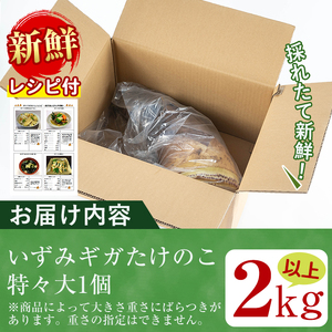 i499 ≪数量限定！先行予約受付中！2025年4月上旬～4月中旬の間に発送予定≫いずみギガタケノコ＜特々大1個＞いずみギガタケノコ＜特々大1個＞鹿児島県出水市産！国産たけのこを産地直送！ たけのこ 筍 巨大 2kg以上 イベント向け 旬 野菜 採れたて 新鮮 レシピ付【イーサイドライン】