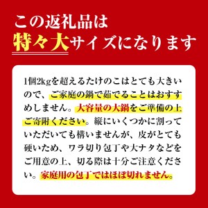 i499 ≪数量限定！先行予約受付中！2025年4月上旬～4月中旬の間に発送予定≫いずみギガタケノコ＜特々大1個＞いずみギガタケノコ＜特々大1個＞鹿児島県出水市産！国産たけのこを産地直送！ たけのこ 筍 巨大 2kg以上 イベント向け 旬 野菜 採れたて 新鮮 レシピ付【イーサイドライン】