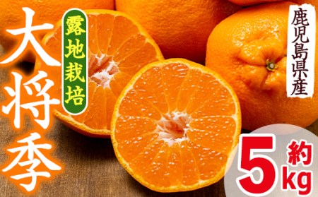 i523 ≪先行予約受付中!2026年3月上旬より順次発送予定≫鹿児島県出水市特産!<露地栽培>大将季(約5kg・18~20玉) 大将季 柑橘 くだもの 鹿児島県 みかん フルーツ 旬 露地栽場 【JA鹿児島いずみ(果実課)】