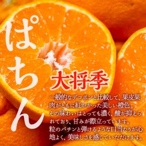 i523 ≪先行予約受付中!2026年3月上旬より順次発送予定≫鹿児島県出水市特産!<露地栽培>大将季(約5kg・18~20玉) 大将季 柑橘 くだもの 鹿児島県 みかん フルーツ 旬 露地栽場 【JA鹿児島いずみ(果実課)】