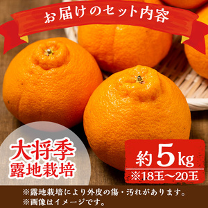 i523 ≪先行予約受付中!2026年3月上旬より順次発送予定≫鹿児島県出水市特産!<露地栽培>大将季(約5kg・18~20玉) 大将季 柑橘 くだもの 鹿児島県 みかん フルーツ 旬 露地栽場 【JA鹿児島いずみ(果実課)】