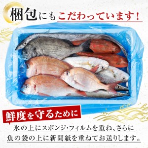 i580 出水の鮮魚おためしBOX(約2～3kg程度・3～6種類)【出水はやし】