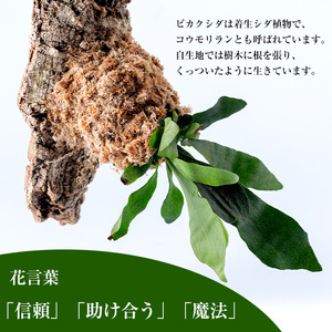 i620 ビカクシダ板付け(コルク)オシャレな観葉植物コウモリラン！【kurk PLANT LEATHER】