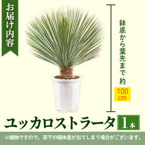 i711 ＜毎月数量限定＞ユッカ ロストラータ(鉢底より高さ約100cm)【kurk PLANT LEATHER】