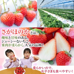 i790 ＜先行予約受付中！2026年1月上旬から4月上旬の間に発送！＞いちご さがほのか(計約1kg・250g×4P) いちご 苺 イチゴ 果物 くだもの フルーツ 旬 さがほのか 鹿児島県産 高尾野産 九州産 【山ん神】