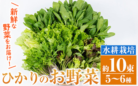 i849 ひかりのお野菜(約10束・5～6種) 国産 野菜 やさい 葉物 旬 ほうれん草 水菜 チンゲン菜 小松菜 リーフレタス ルッコラ 水耕栽培 ミックスリーフ 山東白菜 何が届くかはお楽しみ【ひかりの郷】