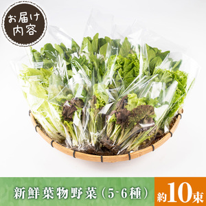 i849 ひかりのお野菜(約10束・5～6種) 国産 野菜 やさい 葉物 旬 ほうれん草 水菜 チンゲン菜 小松菜 リーフレタス ルッコラ 水耕栽培 ミックスリーフ 山東白菜 何が届くかはお楽しみ【ひかりの郷】