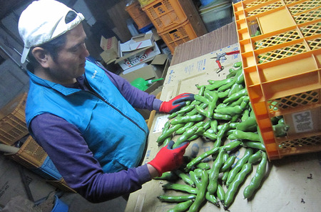 2026年2月上旬～発送 サヤ付き そらまめ約1kg 寒甘豆R オネファーム