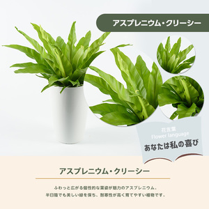2026年4月上旬～発送【観葉植物】アスプレニウム・クリーシー 55cm～75cm JAいぶすき 014-1863 観葉植物 ※北海道・沖縄・離島配送不可