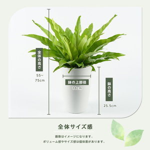 2026年4月上旬～発送【観葉植物】アスプレニウム・クリーシー 55cm～75cm JAいぶすき 014-1863 観葉植物 ※北海道・沖縄・離島配送不可