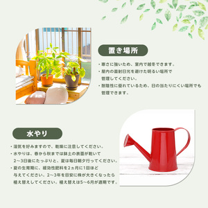 2026年4月上旬～発送【観葉植物】アスプレニウム・クリーシー 55cm～75cm JAいぶすき 014-1863 観葉植物 ※北海道・沖縄・離島配送不可