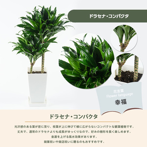 2026年4月上旬~発送【観葉植物】ドラセナ・コンパクタ 55cm~75cm(JAいぶすき/018-2018) 観葉植物 植物 グリーン 鉢 おしゃれ 大型 インテリア 室内 開店祝い 新築祝い 引越し祝い オフィス ギフト マイナスイオン コンパクト 観葉植物 ※北海道・沖縄・離島配送不可