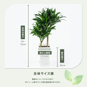 2026年4月上旬~発送【観葉植物】ドラセナ・コンパクタ 55cm~75cm(JAいぶすき/018-2018) 観葉植物 植物 グリーン 鉢 おしゃれ 大型 インテリア 室内 開店祝い 新築祝い 引越し祝い オフィス ギフト マイナスイオン コンパクト 観葉植物 ※北海道・沖縄・離島配送不可