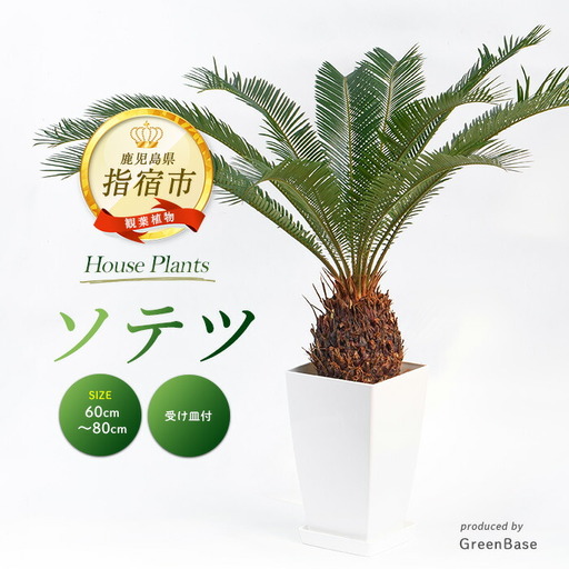 2026年1月中旬～発送【観葉植物】ソテツ60cm～80cm (Green Base/025-2048) 南国鹿児島県で育った 観葉植物！植物 鉢付 インテリア 室内 オフィス おしゃれ プレゼント ギフト 開店祝い 移転祝い ※北海道・沖縄・離島配送不可