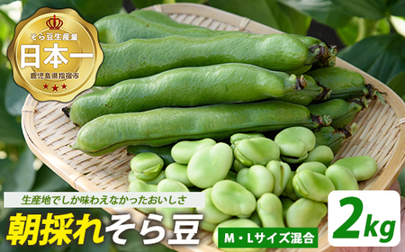【2026年2月下旬~発送】鹿児島県指宿市産 そら豆 約2kg M・Lサイズ混合 (西村商店/012-2075) そら豆 ソラマメ 鹿児島県産 指宿産 朝採れ 野菜 国産 新鮮 朝取り 豆類 おつまみ おかず