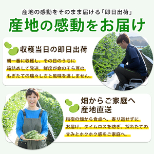 【2026年2月下旬~発送】鹿児島県指宿市産 そら豆 約2kg M・Lサイズ混合 (西村商店/012-2075) そら豆 ソラマメ 鹿児島県産 指宿産 朝採れ 野菜 国産 新鮮 朝取り 豆類 おつまみ おかず