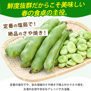 【2026年2月下旬~発送】鹿児島県指宿市産 そら豆 約2kg M・Lサイズ混合 (西村商店/012-2075) そら豆 ソラマメ 鹿児島県産 指宿産 朝採れ 野菜 国産 新鮮 朝取り 豆類 おつまみ おかず