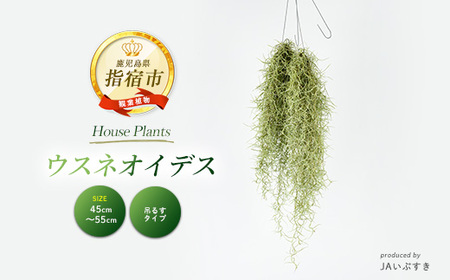2026年4月上旬～発送【観葉植物】ウスネオイデス 45cm～55cm  (JAいぶすき/014-2060)  植物 グリーン おしゃれ インテリア 室内 エアプランツ インテリアグリーン ※北海道・沖縄・離島配送不可※