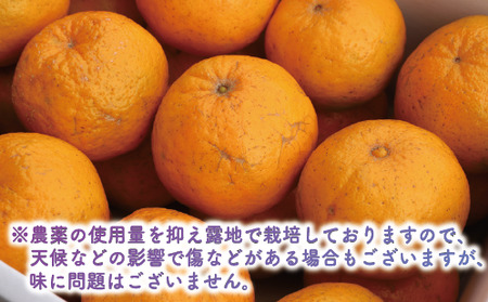 2025年12月上旬～発送 鹿児島県指宿産 ポンカン 約5kg 岩崎農園 015-1892 鹿児島 ポンカン ぽんかん 果物 旬 くだもの フルーツ 柑橘 いぶすき 完熟 果実 国産 鹿児島県産 鹿児島産 露地栽培